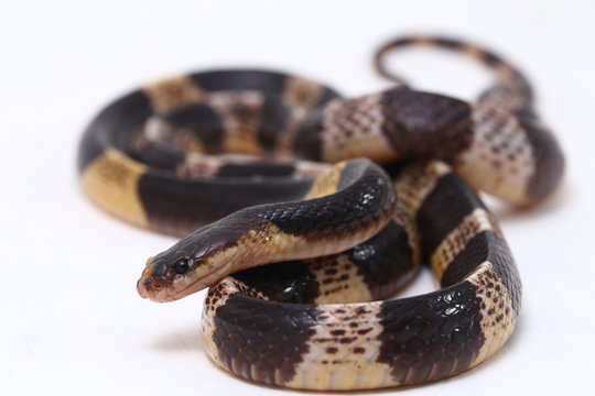 Highly venomous, Malayan krait or blue krait (Bungarus candidus) isolated on white background