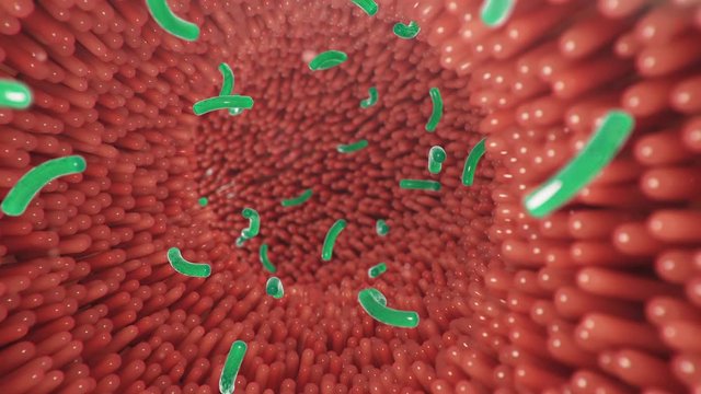 Intestinal villi with bacteria and viruses. Microscopic villi, capillaries for digestion and absorption of food. Human intestine. Concept of a healthy or diseased intestine. Loop 4k, 3D Animation