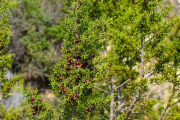 Nature, Mountain, Summer, Northern Cyprus