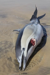 Toter Delfin am Strand © JorGillwald