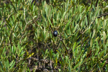 Wild Olive tree, Cyprus, Nature