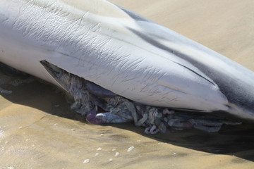 Toter Delfin mit raushängenden Gedärmen © JorGillwald