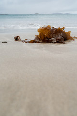  seaweed on the atlantic ocean on a white sand beach ocean view beaches ireland