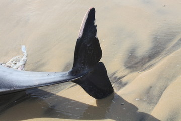 Toter Delfin -detail schwanzflosse- © JorGillwald