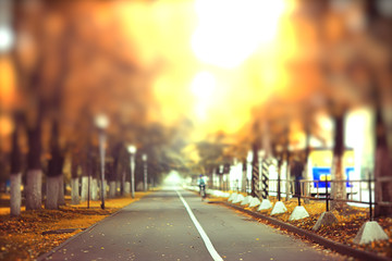 autumn landscape morning in the fog / alley in the city park, misty landscape in the city, trees in the city