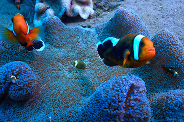 marine ecosystem underwater view / blue ocean wild nature in the sea, abstract background