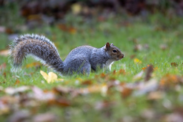 Naklejka na ściany i meble Grey squirrel, Sciurus carolinensis, close up portrait on ground and in trees searching/looking for food during autumn/winter in November.