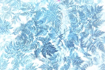 Photo sur Aluminium Bleu clair feuilles bleu tonification vintage / fond abstrait nature forêt herbe