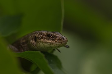 Fototapeta premium lizard on stone
