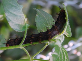 Raupe