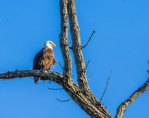 Bald eagle looking to the right on a clear day