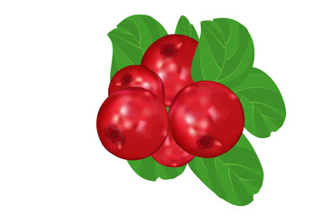 Lingonberry on isolated white background. Wild cranberries icon, sign. Ripe wild lingonberries. Bunch of fresh sweet forest berry ripe on branch for jam dessert, fresh juice. smoothie label. 3d vector