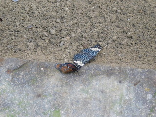 Schmetterling