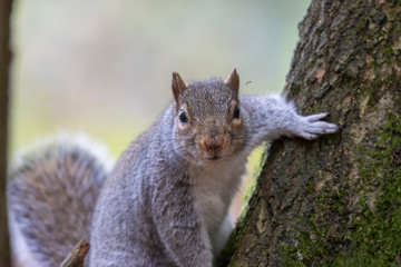 Grey squirrel, Sciurus carolinensis, close up portrait on ground and in trees searching/looking for food during autumn/winter in November.
