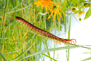 Centipede on green grass with flower nature landscape