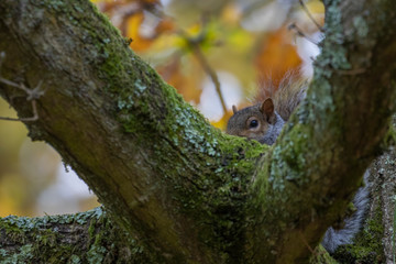 Grey squirrel, Sciurus carolinensis, close up portrait on ground and in trees searching/looking for food during autumn/winter in November.