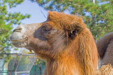 portrait of the beautiful camel in zoo