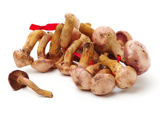 Boletus mushrooms on white background