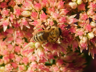 Biene