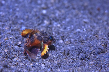 underwater world / blue sea wilderness, world ocean, amazing underwater