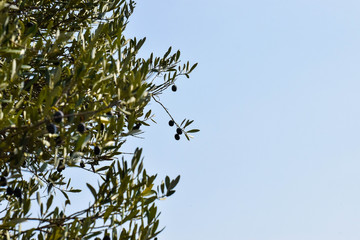 Wild Olive tree, Cyprus, Nature
