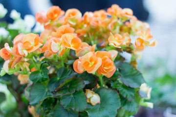 beautiful flowering begonias delicate orange color