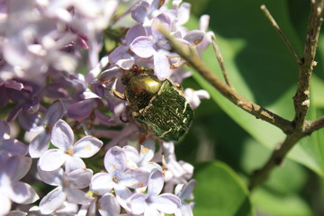 Grüner Käfer am Nektar sammeln © JorGillwald