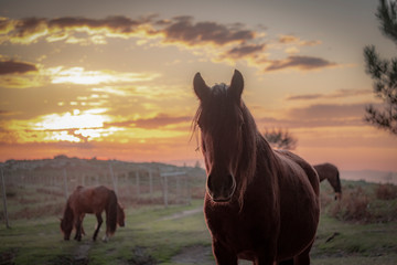 Silhueta de cavalo ao pôr do sol nas montanhas