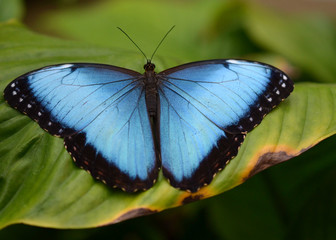 Morpho Blue catching Sunlight