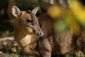 Muntjac deer, Muntiacus, close up portrait on a sunny bright day within woodland during autumn/winter in November