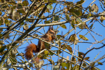 Red squirrel, Sciurus vulgaris, in tree amongst branches and leaves during autumn/winter in November.