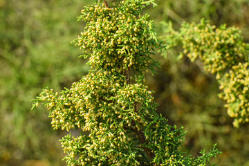 Beautiful garden in old village Cyprus