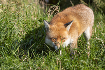 Red Fox, Vulpes vulpes, portrait caught in sunlight against a dark background during autumn/winter during November.