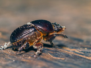 Close-up a Rain beetle (Pleocomidae) resting on wood ground.
