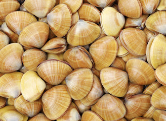 Stacked fresh raw clams background