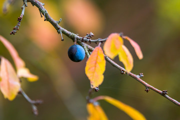 golden colored autumn leaves in nature