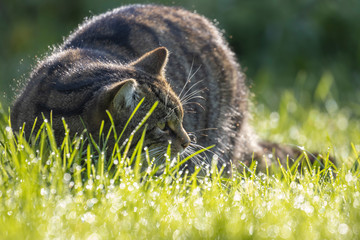Scottish wildcat, Felis silvestris grampia, close up portrait during a sunny autumn day in November.