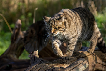 Scottish wildcat, Felis silvestris grampia, walking along a log on a sunny warm autumn day in November.