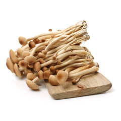 An image showing some oriental willow mushrooms, or brown tea tree mushrooms. Popularly used in chinese 