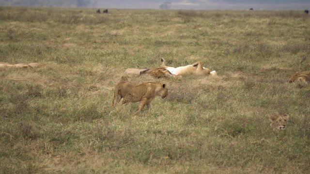 African Lion Family Resting in Pasture of African Savanna While Cub Walking Between Them. Animals in Wildness of Natural Habitat