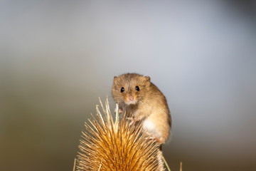 Harvest mouse, Micromys minutus, close up portrait with background during autumn/winter in November.