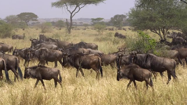 Large Wildebeest Herd Moving in Meadow of African Savanna Close Up, Tanzania National Park, Animals in Natural Habitat