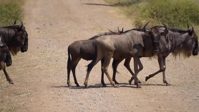 Slow Motion of Wildebeest Animal Herd Moving Over Dusty Road While Young Gnu Stops. African Savanna, Tanzania