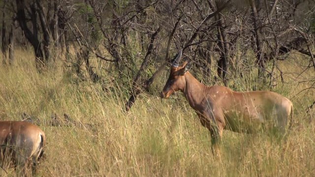 Common Tsessebe Male Antelope Slow Motion, Animal in Natural Environment, Savannah of Tanzania National Park