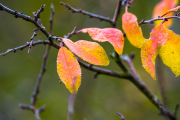golden colored autumn leaves in nature