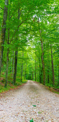 Weg im grünen Wald