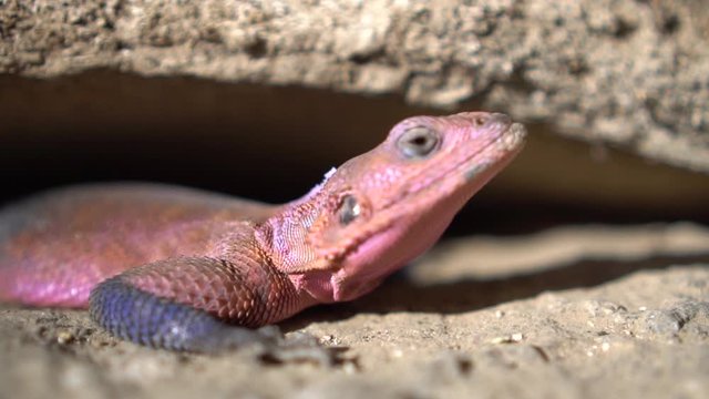 Pink African Lizard, Mwanza Flat Headed Rock Agama Macro Close Up, Tanzania National Park, Reptile in Natural Environment