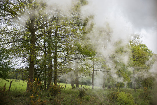 fog in the forest