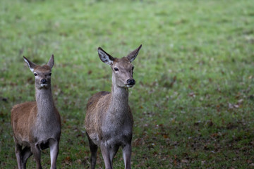 Red deer young, Cervus elaphus, close up portrait side by side with grass background during autumn/winter in November.