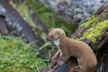 Weasel, Mustela nivalis, close up portrait while posing on the ground amongst logs, grass and moss during autumn/winter in November.